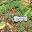 Coreopsis verticillata Zagreb